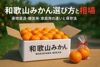 和歌山みかんの一箱の選び方と価格比較最新相場｜産地直送や贈答用・家庭用の違いと保存法も解説