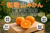 和歌山みかんの早生品種比較と旬の選び方｜由良早生・宮川早生・直送通販ガイド