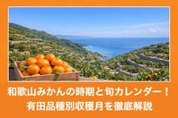 和歌山みかんの時期と旬カレンダー！有田品種別収穫月を徹底解説